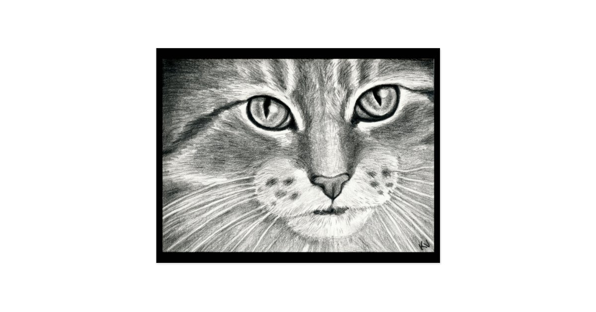 Carte Postale Dessin Au Crayon Mignon De Realisme D Art De Chat Zazzle Fr