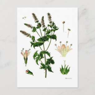 Carte Postale Dessin botanique de menthe verte