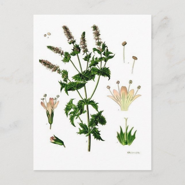 Carte Postale Dessin botanique de menthe verte (Devant)