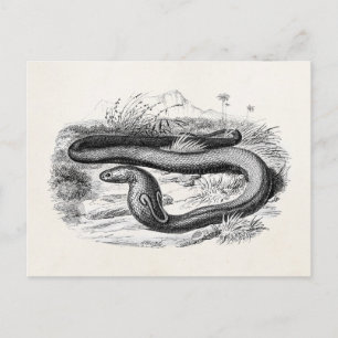 Carte Postale Dessin Cobra Snake Retro Cobras vintage des années