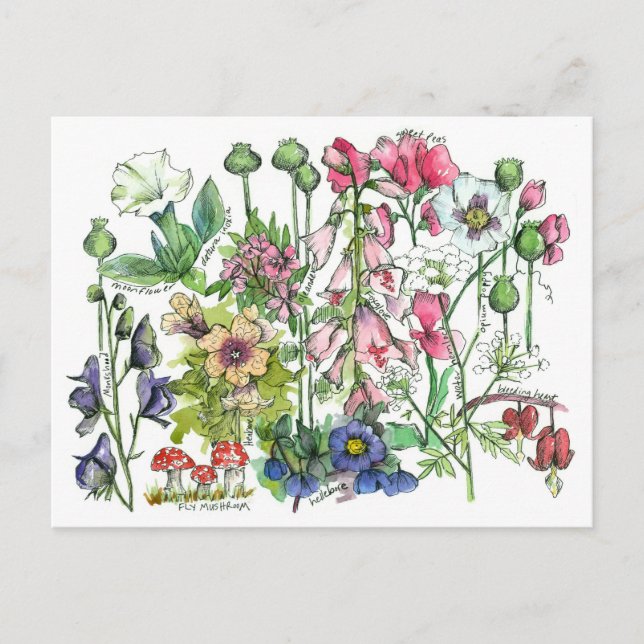 Carte Postale Dessin d'aquarelle aux herbes Plantes poisonnantes (Devant)