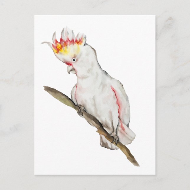 Carte Postale Dessin d'aquarelle d'un perroquet de cacatoès (Devant)
