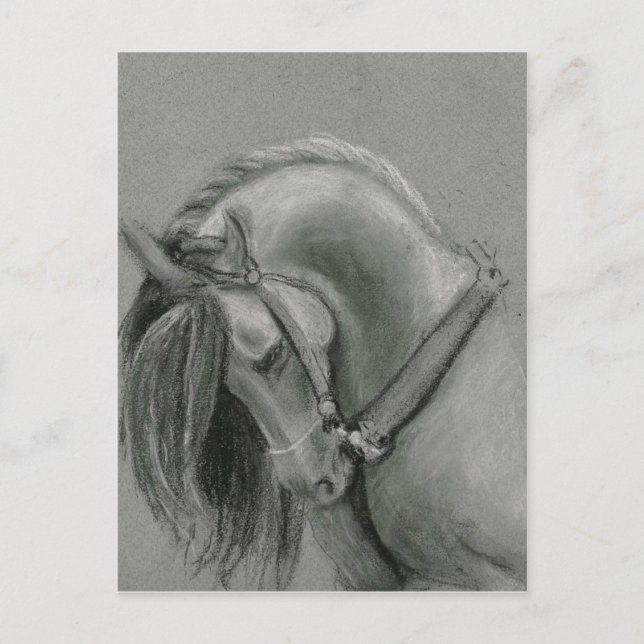 Carte Postale Dessin de cheval espagnol par Lucinda Knowlton (Devant)