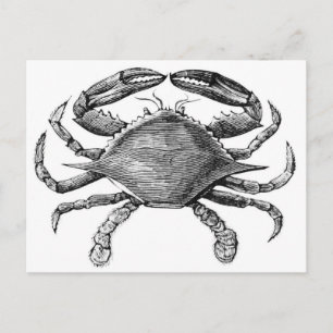 Carte Postale Dessin de crabe vintage