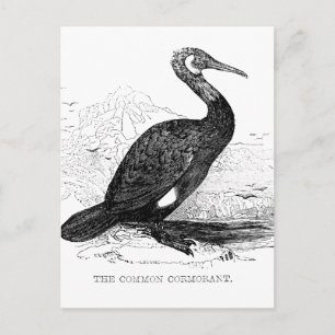 Carte Postale Dessin de faune d'oiseau vintage Cormoran