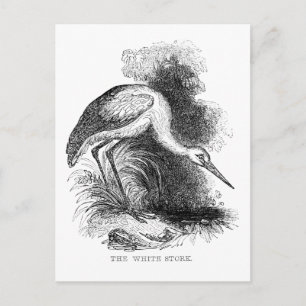 Carte Postale Dessin de faune d'oiseau vintage de cigogne blanch