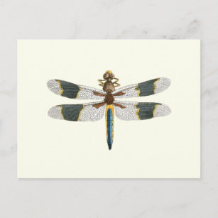 Carte Postale Dessin de libellules vintages dessin d'insectes an