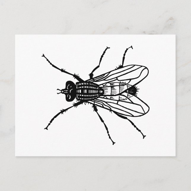 Carte Postale Dessin de mouche - insecte, ravageur, mouches (Devant)