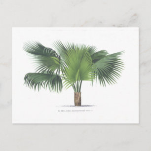 Carte Postale dessin de palme VII