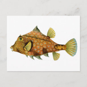 Carte Postale Dessin de poisson cool rétro coloré