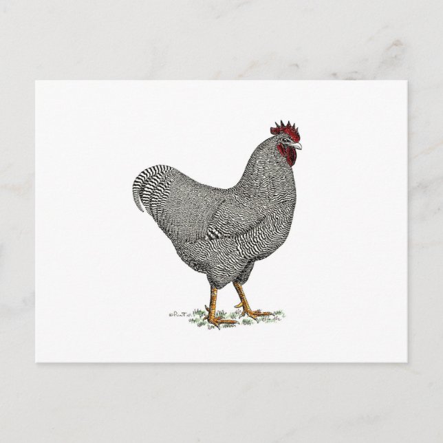 Carte Postale Dessin de poulet de Plymouth Rock (Devant)