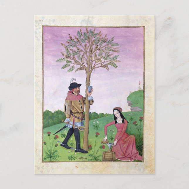 Carte Postale Dessin de sap à partir d'un arbre (Devant)