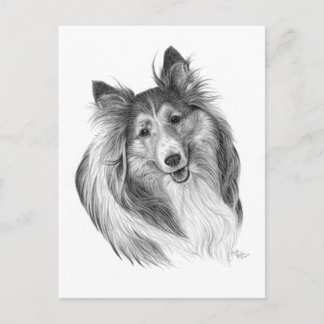 Carte Postale Dessin de Shetland Sheepdog par Glenda S. Harlan (Devant)