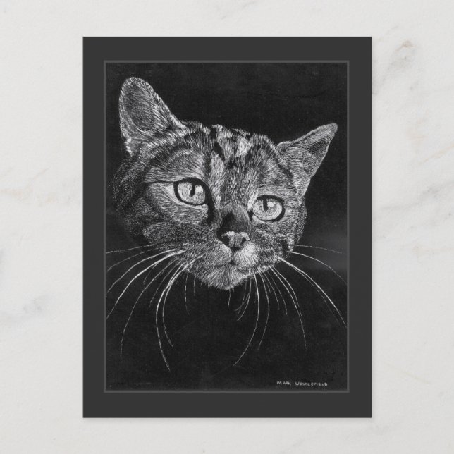 Carte Postale Dessin de visage de chat par Mark Edward Westerfie (Devant)