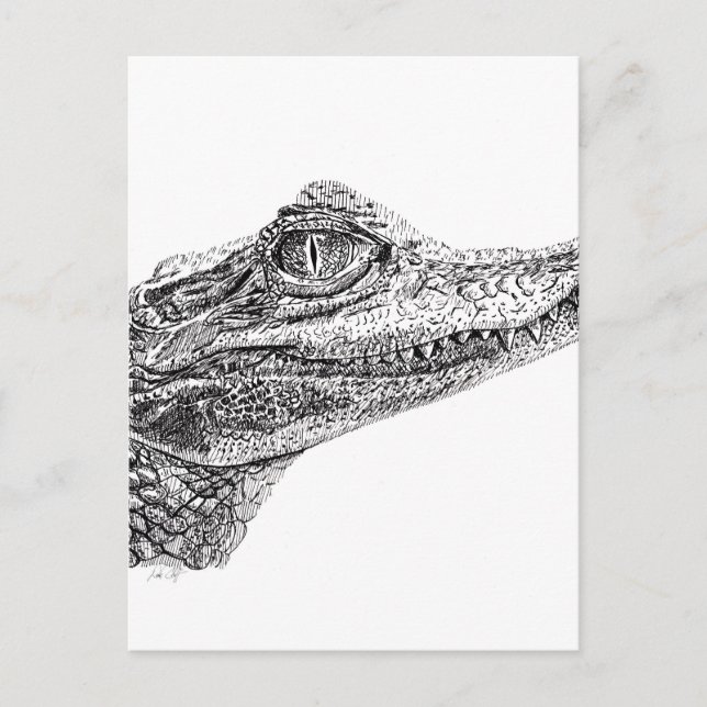 Carte Postale Dessin d'encre de crocodile pour bébé (Devant)