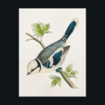 Carte Postale Dessin d'oiseaux chanteurs vintages des années 180<br><div class="desc">Modèle customisé pour carte postale verticale - Modèles de carte postale personnalisée. Personnalisez avec votre propre nom, motif, design, devis, monogramme ou photo. Utilisez nos modèles cool, oeuvres d'art, photos, graphiques et illustrations, puis ajoutez des noms, du texte, des citations et des monogrammes pour créer votre propre carte postale. Cliquez...</div>