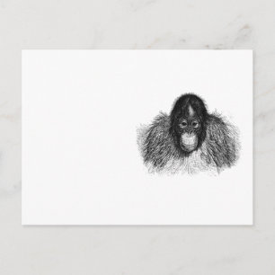 Carte Postale Dessin doux Orangoutan noir et blanc