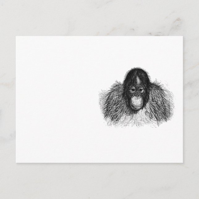 Carte Postale Dessin doux Orangoutan noir et blanc (Devant)