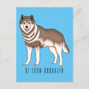 Carte Postale dessin humoristique sibérien husky
