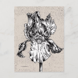 Carte Postale Dessin Iris vintage