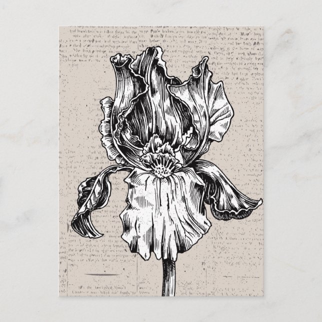 Carte Postale Dessin Iris vintage (Devant)