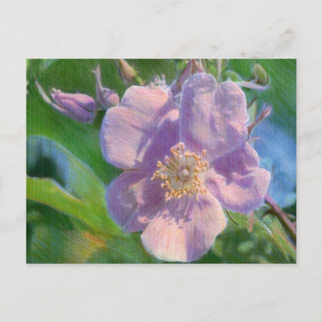 Carte Postale Dessin mixte Rose sauvage (Devant)
