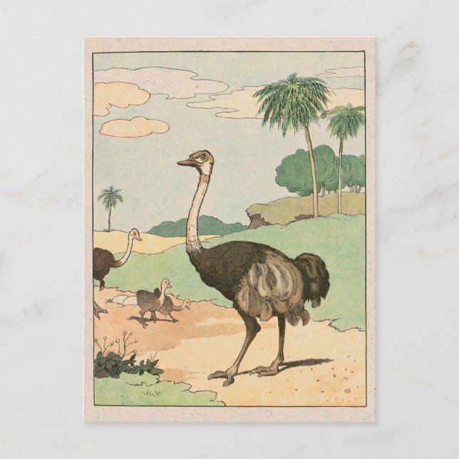 Carte Postale Dessin Ostrich Storybook (Devant)