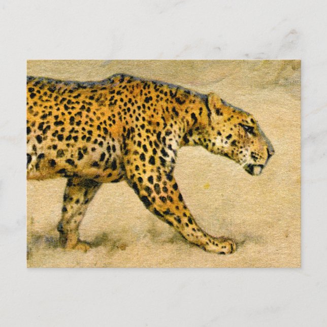 Carte Postale Dessin pastel vintage Cheetah (Devant)