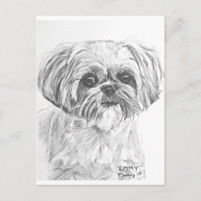 Carte Postale Dessin Shih Tzu (Devant)