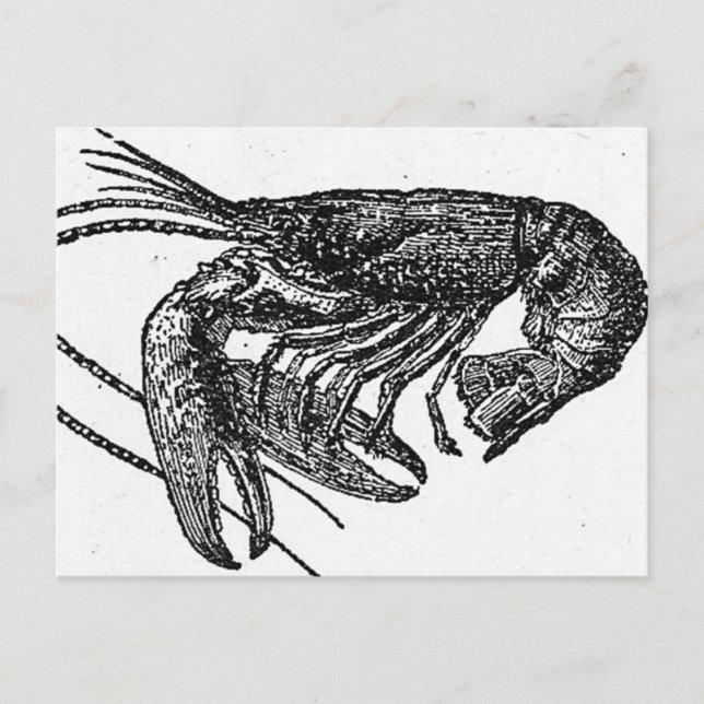 Carte Postale Dessin vieux homard (Devant)