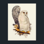 Carte Postale Dessin vintage de harfang des neiges<br><div class="desc">Dessin vintage de harfang des neiges. Cette illustration de harfang des neiges est réalisée par John Gould,  Edward Lear et Charles Joseph Hullmandel. Belle impression de dessin de hiboux pour les amoureux de la nature.</div>