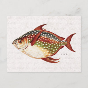 Carte Postale Dessin vintage de poisson sportif Opah des années