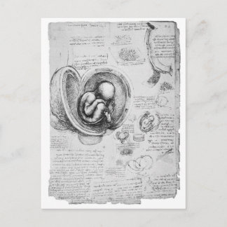 Carte Postale Dessin vintage d'un foetus dans l'utérus 1