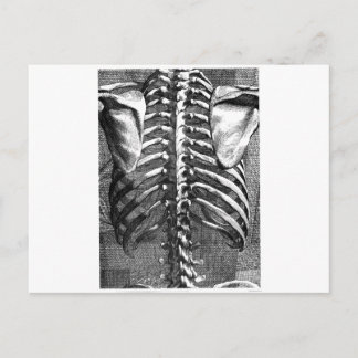 Carte Postale Dessin vintage d'une colonne vertébrale et d'une c