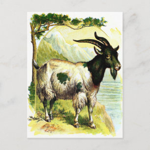 Carte Postale Dessin vintage : La chèvre alpine