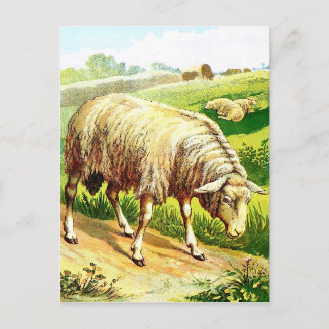 Carte Postale Dessin vintage : Le mouton (Devant)