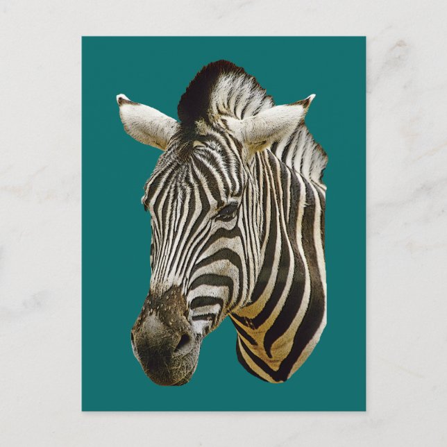 Carte Postale Dessin Zebra (Devant)