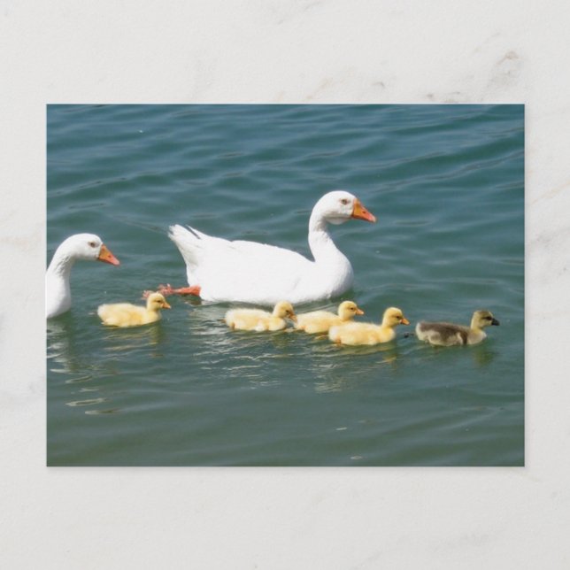 Carte Postale Destin (Devant)