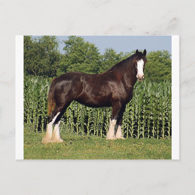 Carte Postale destin (Devant)