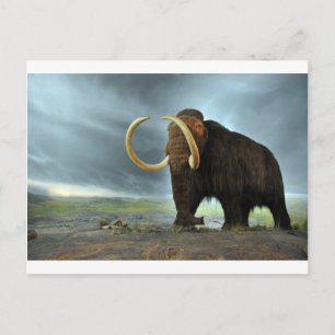 Carte Postale Destin de mammoth laine