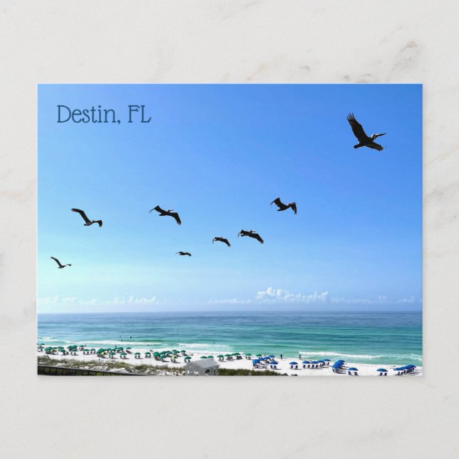 Carte Postale Destin Florida Pelicans Balnéaire Photographie de  (Devant)