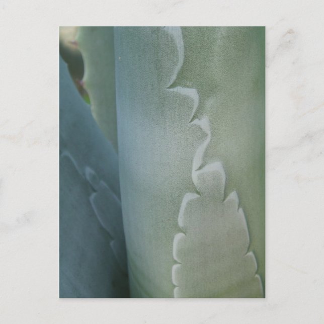 Carte postale Détail Cactus (Devant)
