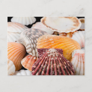 Carte Postale Détail de coquillages du monde entier 2