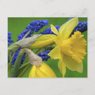 Carte Postale Détail des fleurs de jonquille et de jacinthe. Cré