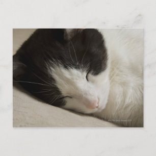 Carte Postale Détail du portrait d'un chat domestique qui dort