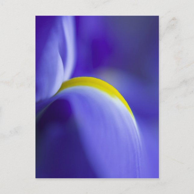Carte Postale Détail en gros plan d'un iris Blue Flag. (Devant)