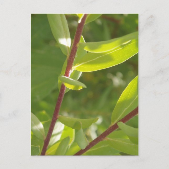 Carte postale Détail plante (Devant)