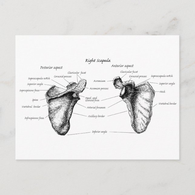 Carte Postale Détails de Scapula (Devant)