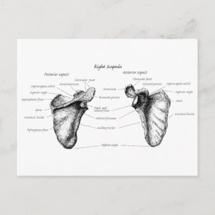 Carte Postale Détails de Scapula