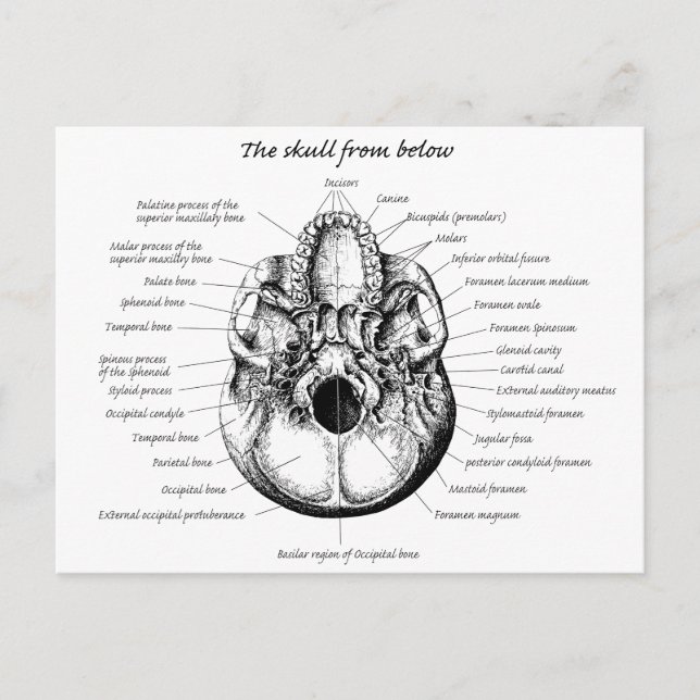 Carte Postale Détails du crâne côté (Devant)
